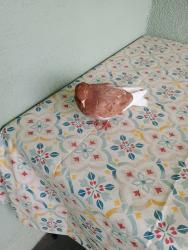 Found/Stray Unknown Bird last seen 1st and Barstow ave. Fresno, Fresno, CA 93726