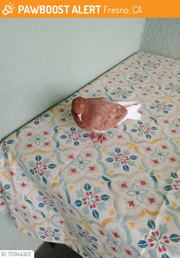Found/Stray Unknown Bird last seen 1st and Barstow ave. Fresno, Fresno, CA 93726