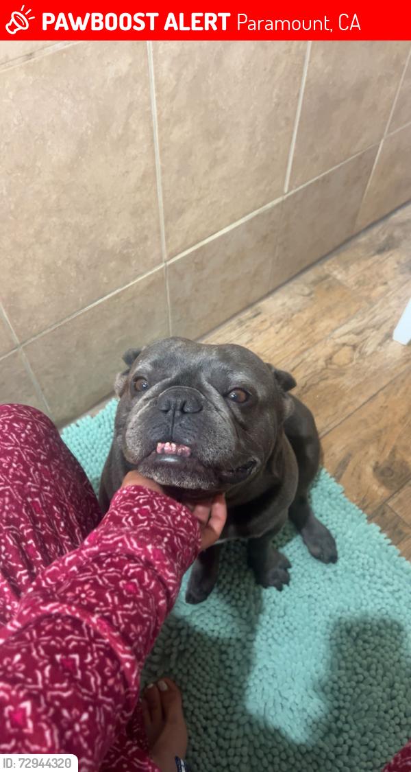 Lost Male Dog last seen Wiemer Ave paramount ca , Paramount, CA 90723