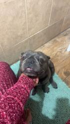 Lost Male Dog last seen Wiemer Ave paramount ca , Paramount, CA 90723