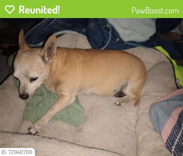 Reunited Male Dog last seen Wetmore and flowing wells, Flowing Wells, AZ 85705