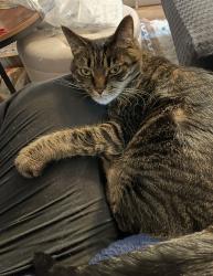 Reunited Female Cat last seen 13th ave SW and Decatur st, Olympia, WA 98502