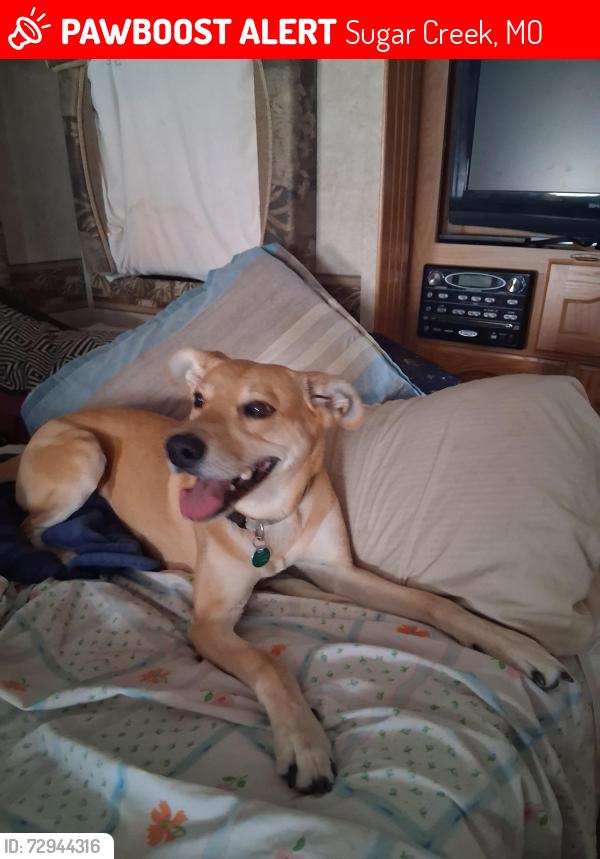 Lost Male Dog last seen S. Forest ave  and 24 highway , Sugar Creek, MO 64054