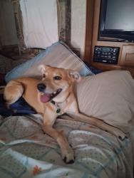 Lost Male Dog last seen S. Forest ave  and 24 highway , Sugar Creek, MO 64054