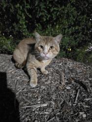 Found/Stray Unknown Cat last seen Reo Terrace parking lot , San Diego, CA 92139