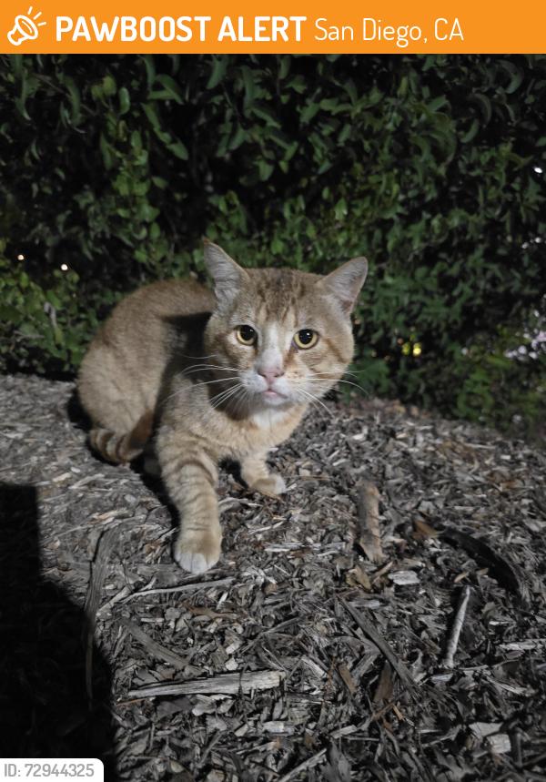 Found/Stray Unknown Cat last seen Reo Terrace parking lot , San Diego, CA 92139