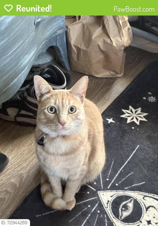 Reunited Male Cat last seen Harp Ln, Sayville, NY 11782, USA, Sayville, NY 11782