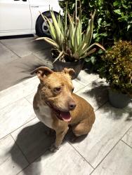 Found/Stray Female Dog last seen La Jolla , Placentia, CA 92870