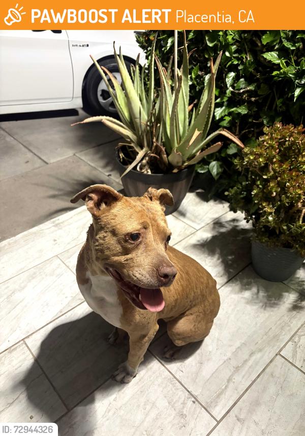 Found/Stray Female Dog last seen La Jolla , Placentia, CA 92870