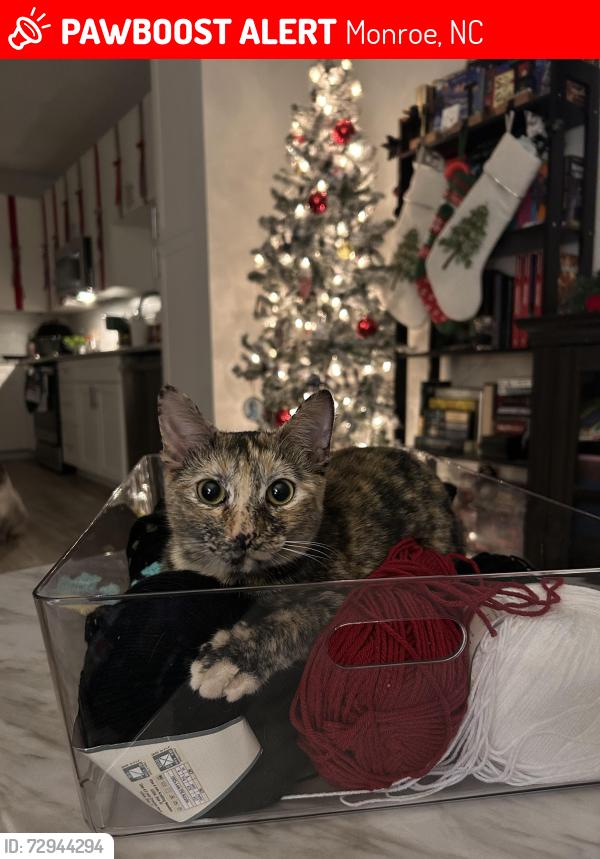 Lost Female Cat last seen Where Idlewild Rd meets Rocky River Rd, Monroe, NC 28110