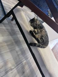 Reunited Male Cat last seen Bluffside CT, Marietta, GA 30066