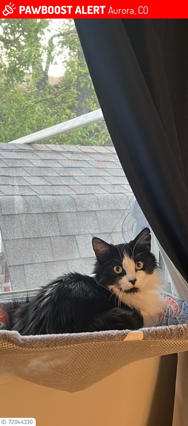 Lost Female Cat last seen Near Mississippi Ave Baptist Church, Aurora, CO 80018