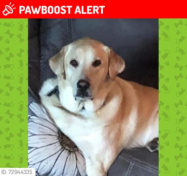 Lost Male Dog last seen Jefferson St Lehighton PA, Franklin Township, PA 18235