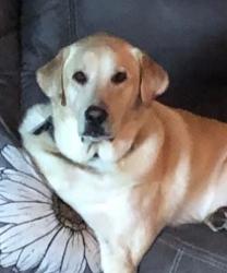 Lost Male Dog last seen Jefferson St Lehighton PA, Franklin Township, PA 18235
