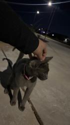 Found/Stray Female Cat last seen Near w fraktur rd, Buckeye, AZ 85326