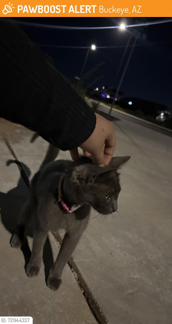 Found/Stray Female Cat last seen Near w fraktur rd, Buckeye, AZ 85326