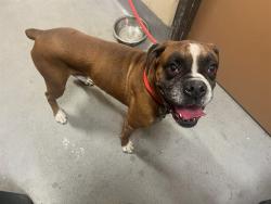 Shelter Stray Male Dog last seen Near BLOCK N 18TH ST, Watterson Park, KY 40218