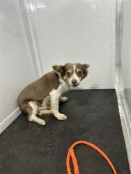 Shelter Stray Male Dog last seen , Sacramento, CA 95827