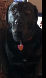 Lost Female Dog last seen Pocohoco dr, Carbon County, PA 18235