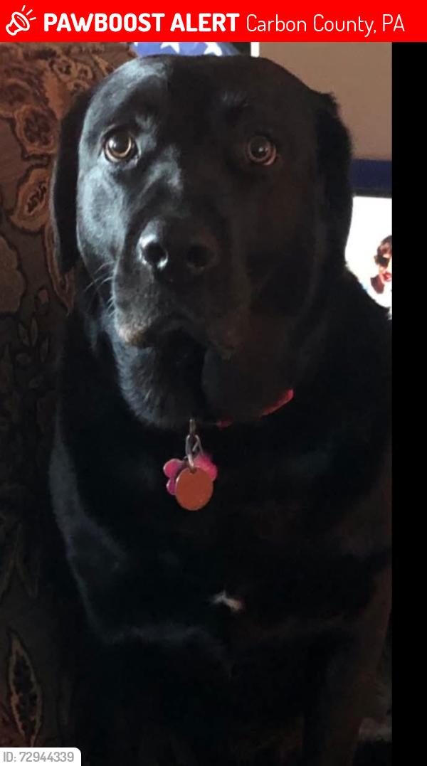 Lost Female Dog last seen Pocohoco dr, Carbon County, PA 18235