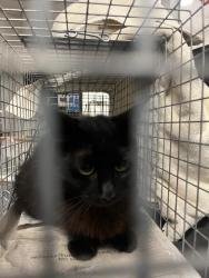 Shelter Stray Female Cat last seen , Los Angeles, CA 90025