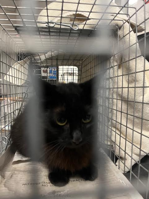 Shelter Stray Female Cat last seen , Los Angeles, CA 90025