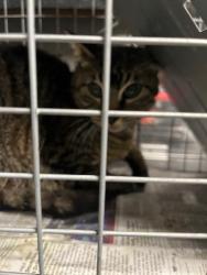 Shelter Stray Female Cat last seen , Los Angeles, CA 90025