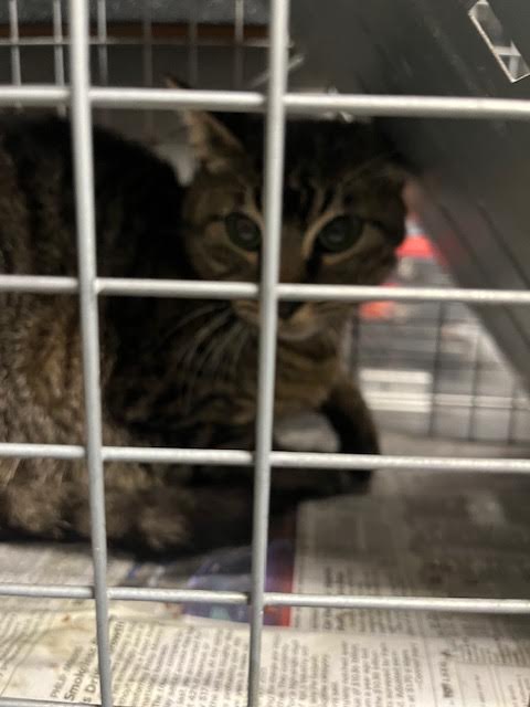 Shelter Stray Female Cat last seen , Los Angeles, CA 90025