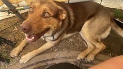 Reunited Male Dog last seen Near Hillpoint Ln, Choctaw, OK 73020, USA, Choctaw, OK 73020