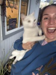 Reunited Female Cat last seen Hammond Dr near St Columba, San Diego, CA 92123