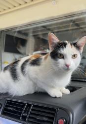 Reunited Female Cat last seen Explorers Way St Clair, Saint Clair, NSW 2759