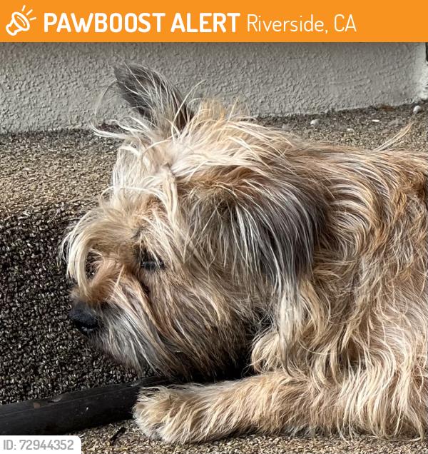 Found/Stray Female Dog last seen Pachappa hill and jurupa , Riverside, CA 92504