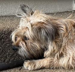 Found/Stray Female Dog last seen Pachappa hill and jurupa , Riverside, CA 92504