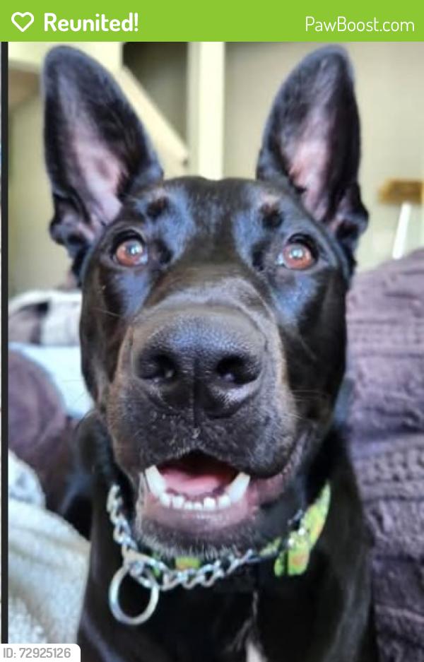Reunited Female Dog last seen S DeWitt between Herbison and Oakwood Drive, DeWitt MI, DeWitt, MI 48820