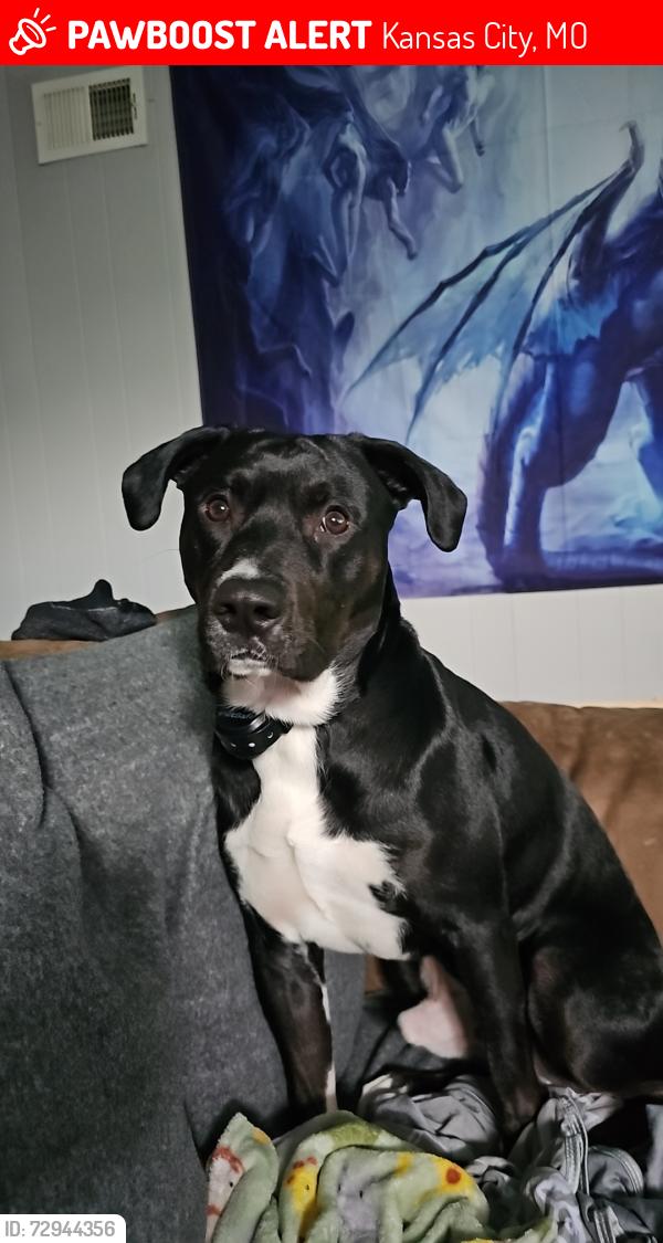Lost Male Dog last seen Bales Ave, kansas city, mo, 64137, Kansas City, MO 64132