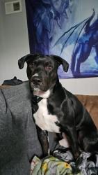 Lost Male Dog last seen Bales Ave, kansas city, mo, 64137, Kansas City, MO 64132