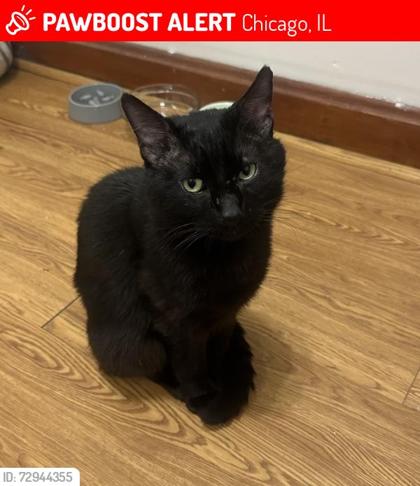 Lost Male Cat last seen Union Ave and 35th, Chicago, IL 60609