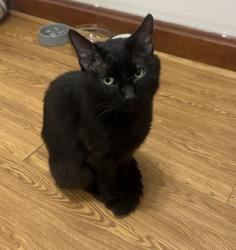 Lost Male Cat last seen Union Ave and 35th, Chicago, IL 60609