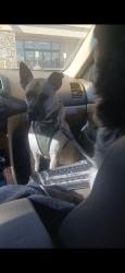 Reunited Female Dog last seen Near Coors Blvd SW Albuquerque New Mexico , Albuquerque, NM 87121