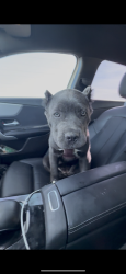 Reunited Female Dog last seen BevMo lone tree way, Antioch, CA 94531