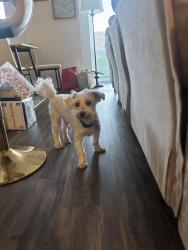 Found/Stray Male Dog last seen Quincy & Henderson , Arlington, VA 22206