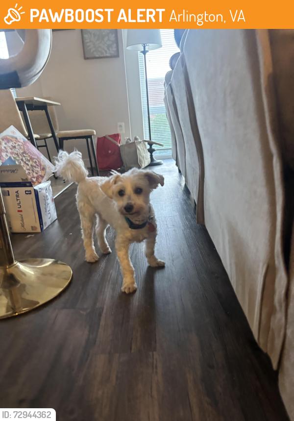 Found/Stray Male Dog last seen Quincy & Henderson , Arlington, VA 22206