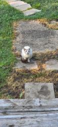 Found/Stray Unknown Cat last seen 1417, Lamar St, Sherman, TX 75090