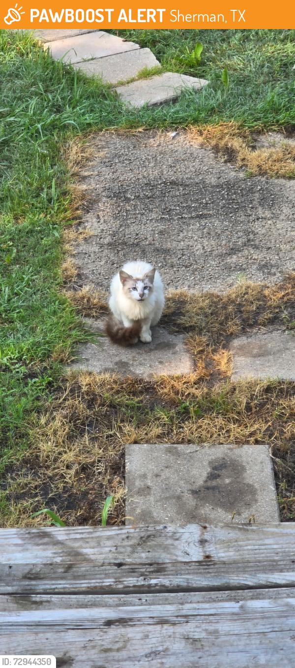Found/Stray Unknown Cat last seen 1417, Lamar St, Sherman, TX 75090