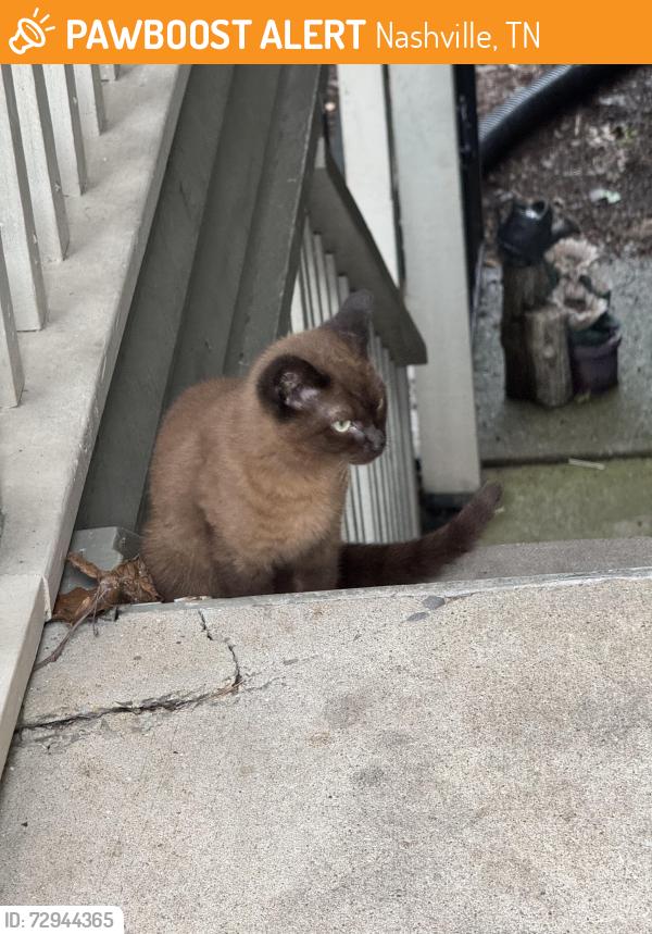 Found/Stray Male Cat last seen Highlands at the Lake apmts - OHB & Bell Road, Nashville, TN 37076