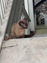 Found/Stray Male Cat last seen Highlands at the Lake apmts - OHB & Bell Road, Nashville, TN 37076