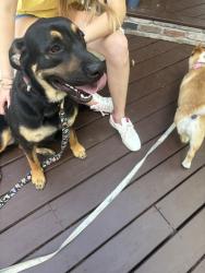 Found/Stray Male Dog last seen Near Stanley’s Marketplace, Aurora, CO 80010