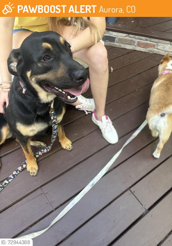 Found/Stray Male Dog last seen Near Stanley’s Marketplace, Aurora, CO 80010