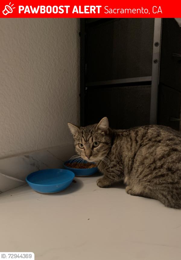 Lost Male Cat last seen Northpointe, Sully st/Norwood ave & Main ave, Sacramento, CA 95838