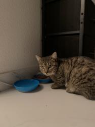 Lost Male Cat last seen Northpointe, Sully st/Norwood ave & Main ave, Sacramento, CA 95838